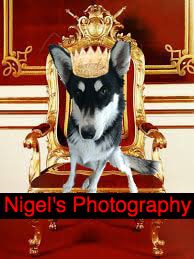 NIGEL'S PHOTOGRAPHY